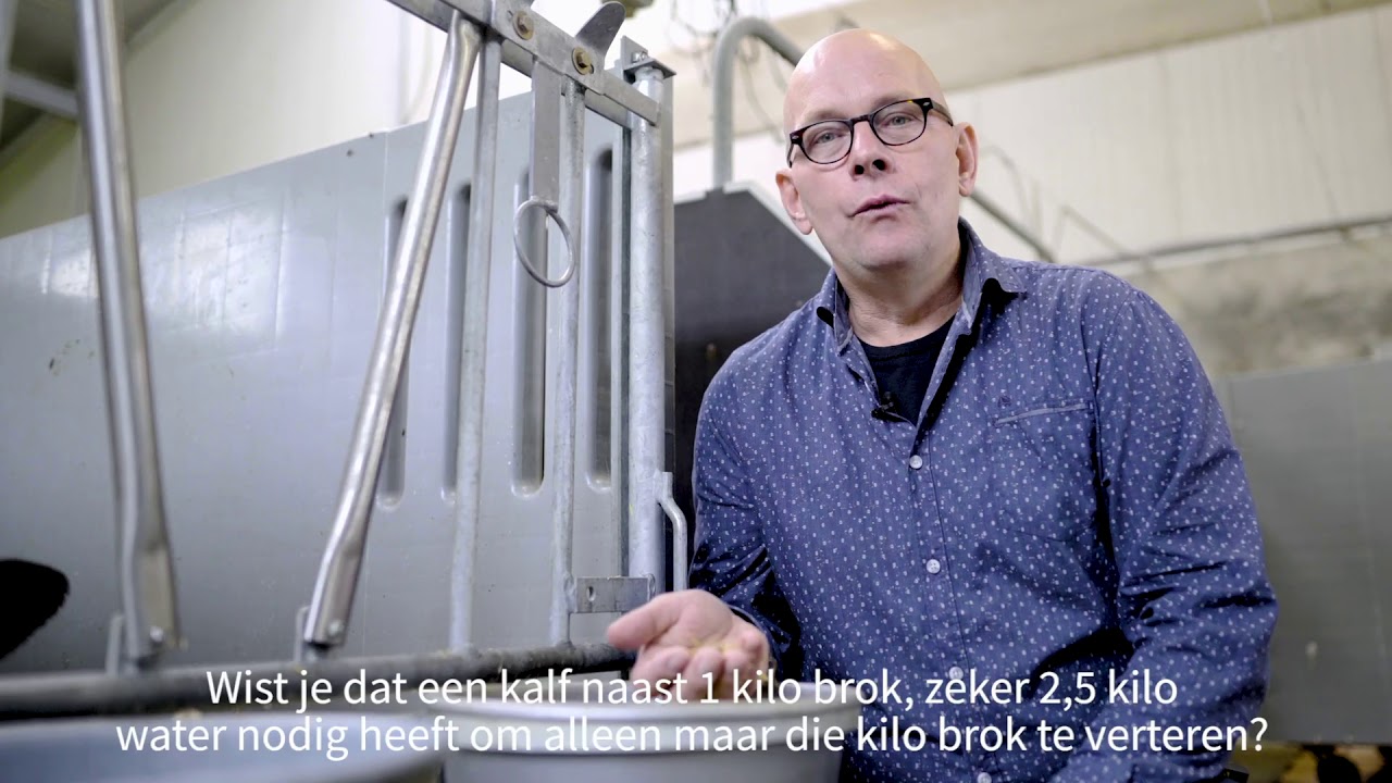 Water is essentieel voor de pensontwinkeling van jonge kalveren.