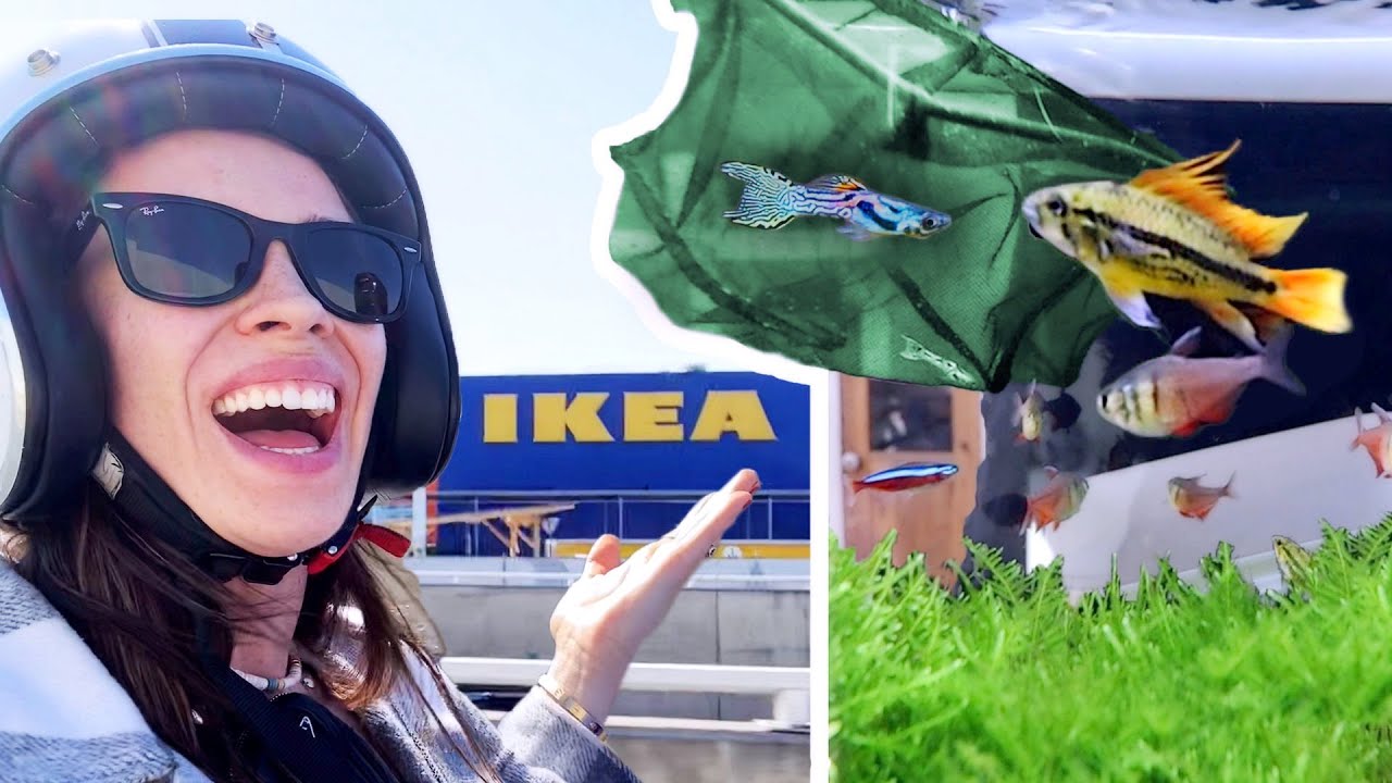 IKEA Shopping & NEUE MITBEWOHNER ziehen ein ins AQUARIUM!