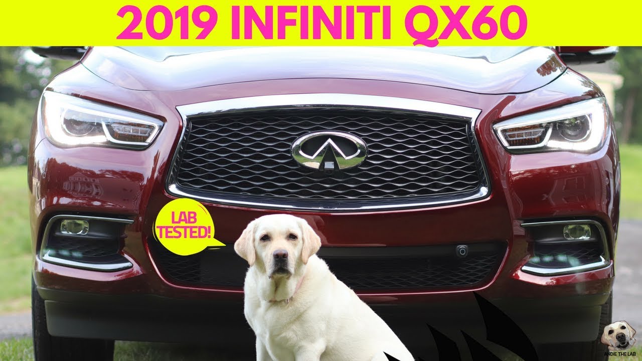 2019 Infiniti QX60: Andie the Lab Review! #Infiniti #AndietheLab #Dogs
