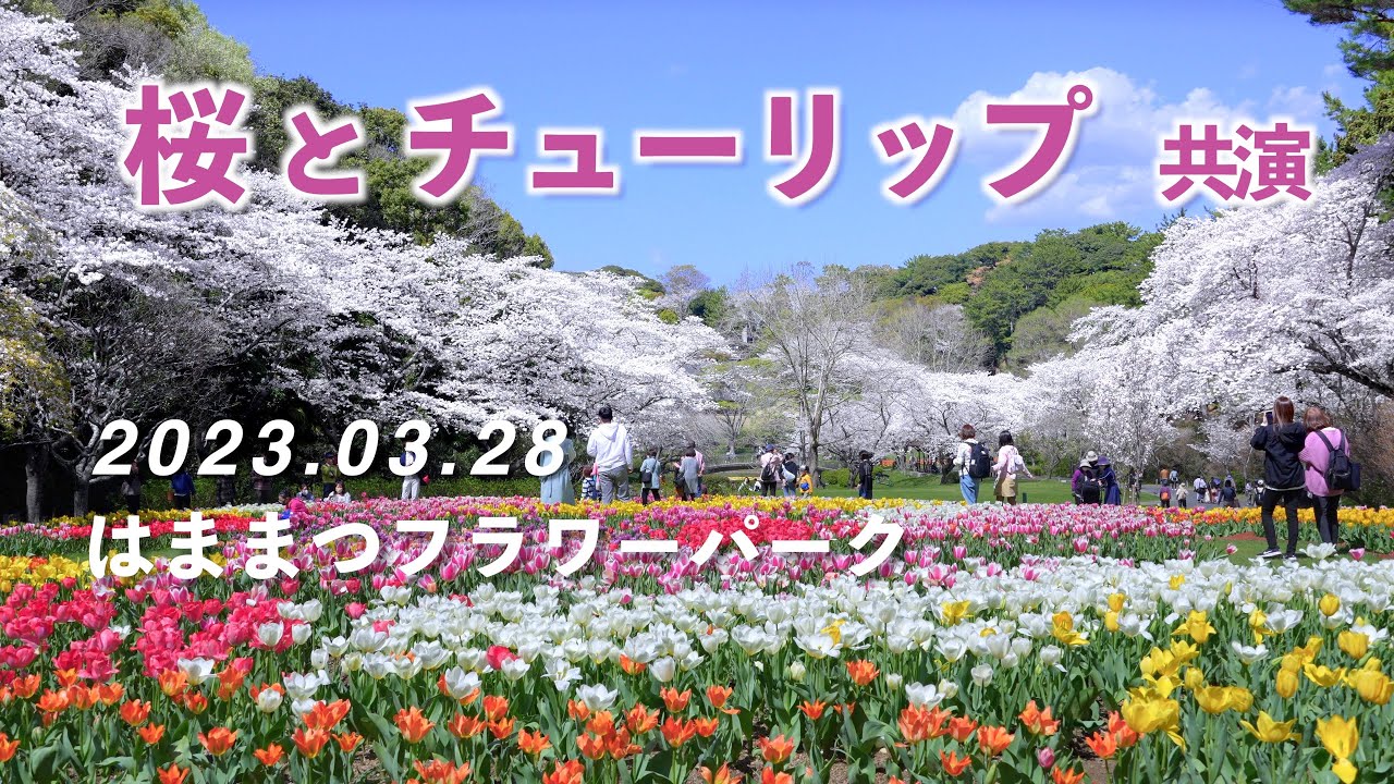 2023.03.28 桜とチューリップ共演 / はままつフラワーパーク [4K] Cherry Blossoms & Tulip / Hamamatsu Flower Park