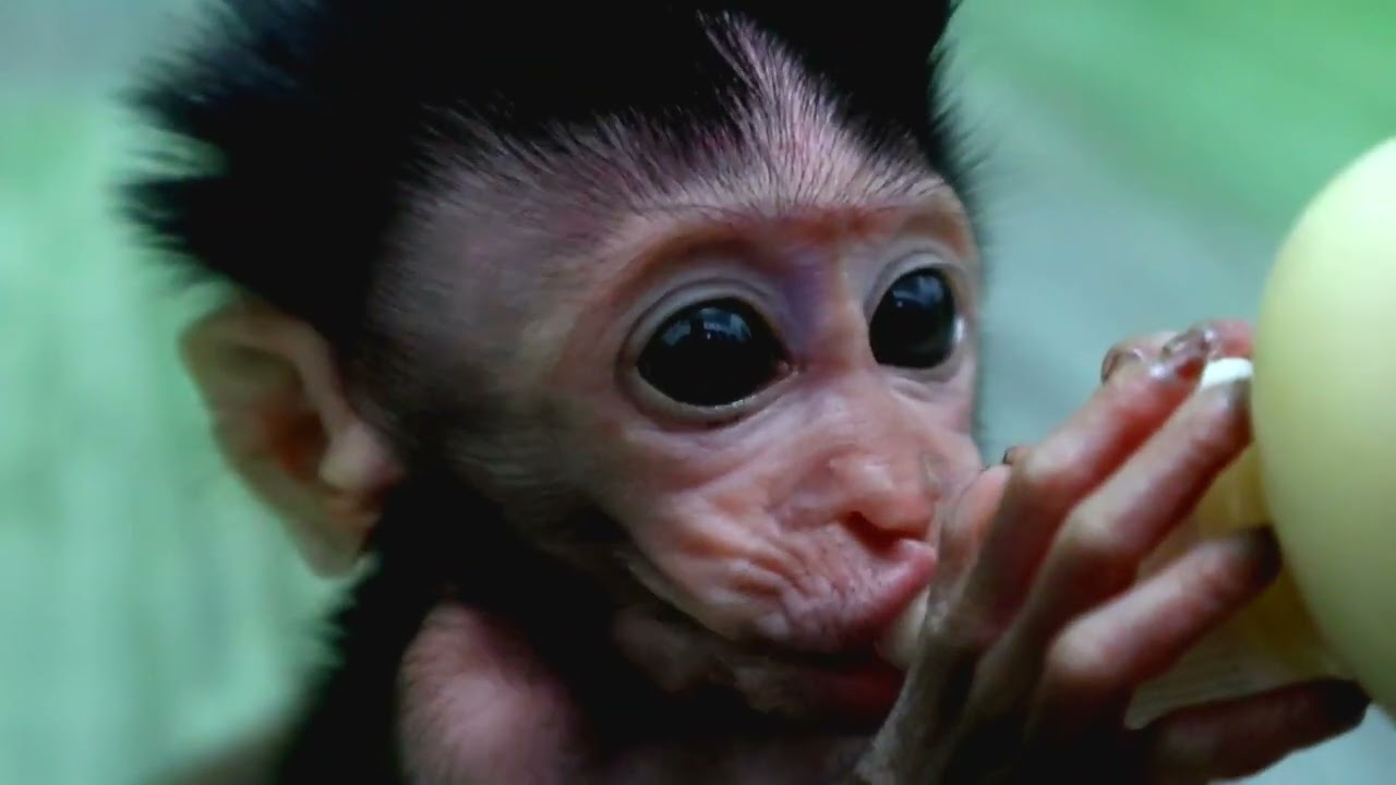 cute baby monkey #monkey #babymonkey #monkeybaby #monpai #bayimonpai