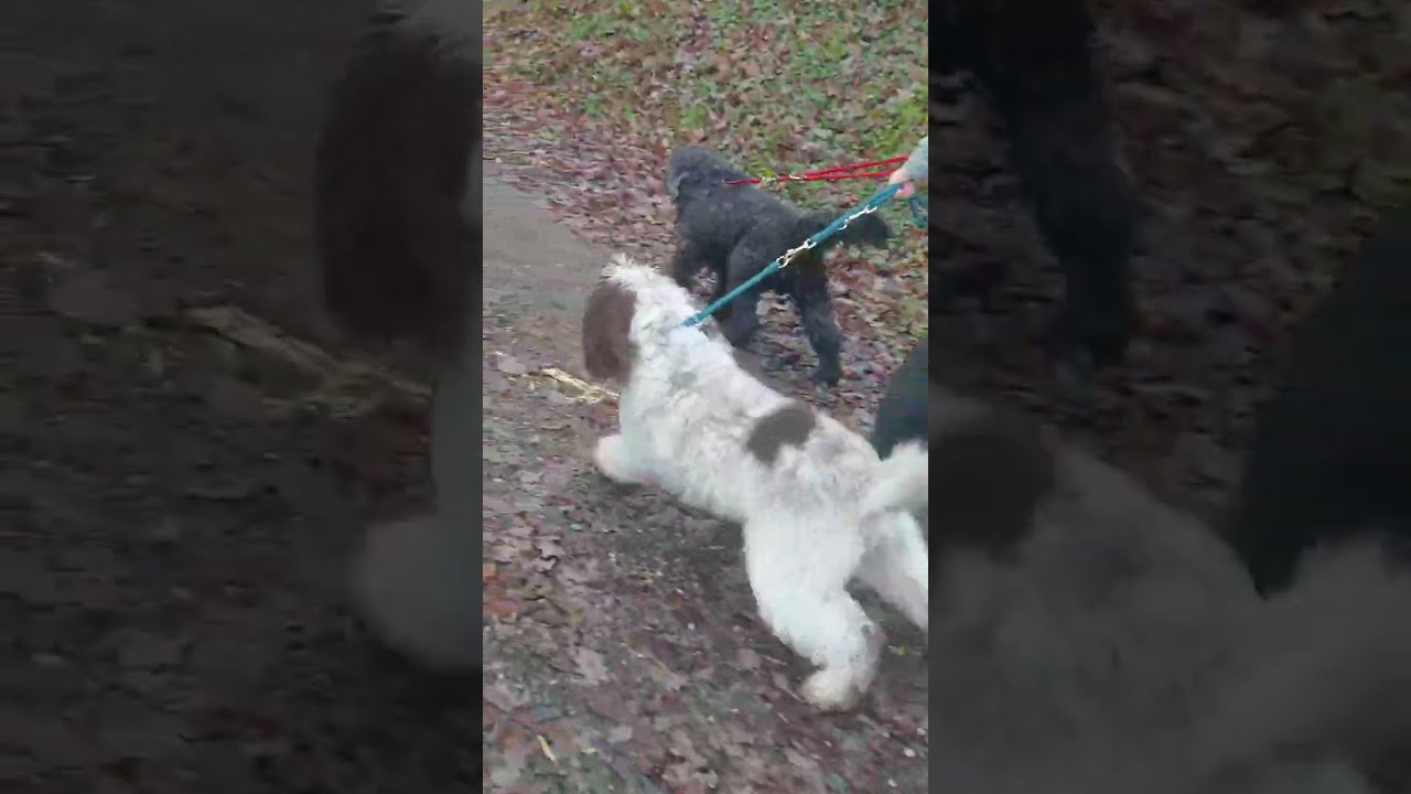 Beeindruckender Fortschritt der Leinenf&uuml;hrung - Vorher / Nachher #leinenf&uuml;hrigkeit #hundetraining