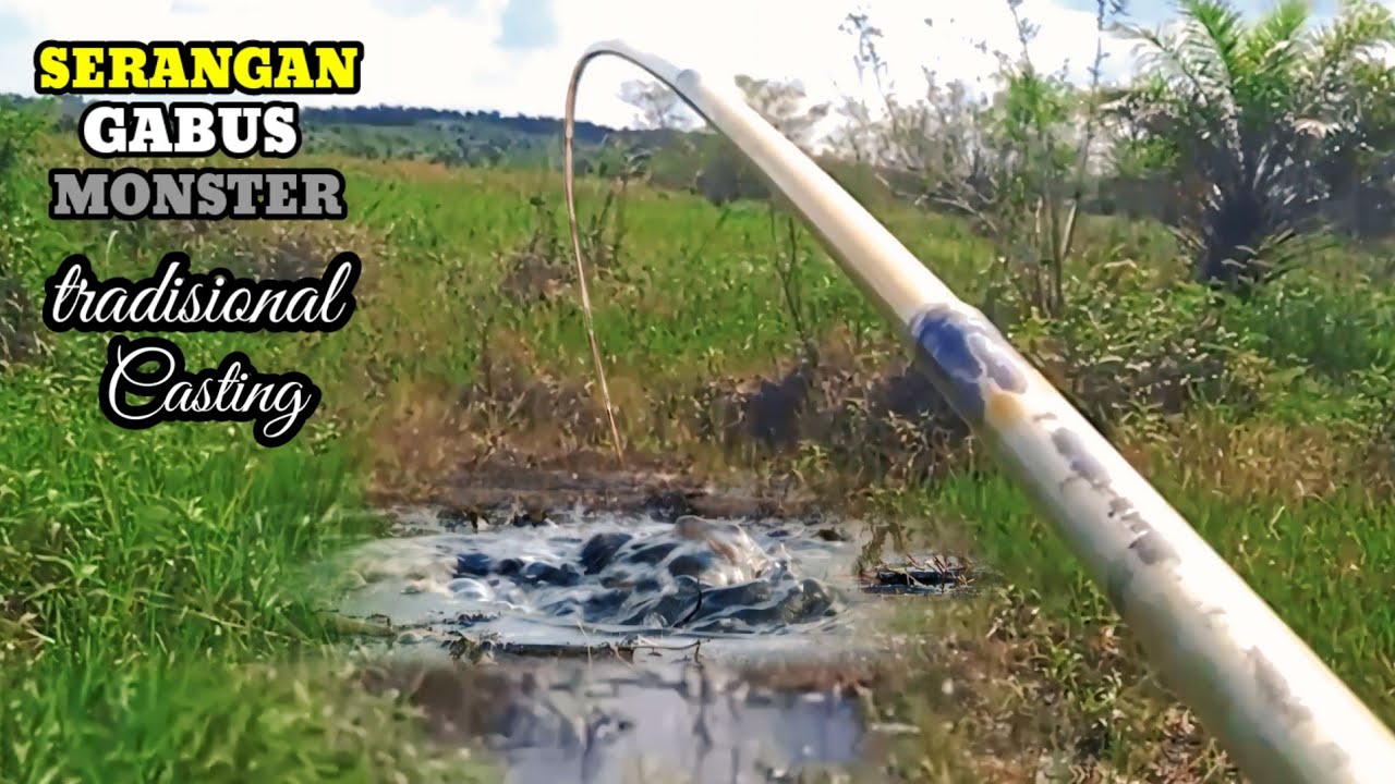 Memair Iwak Gabus/Haruan Babon Di Rawa Sepakat Tersembunyi Pinggiran hutan Gelam