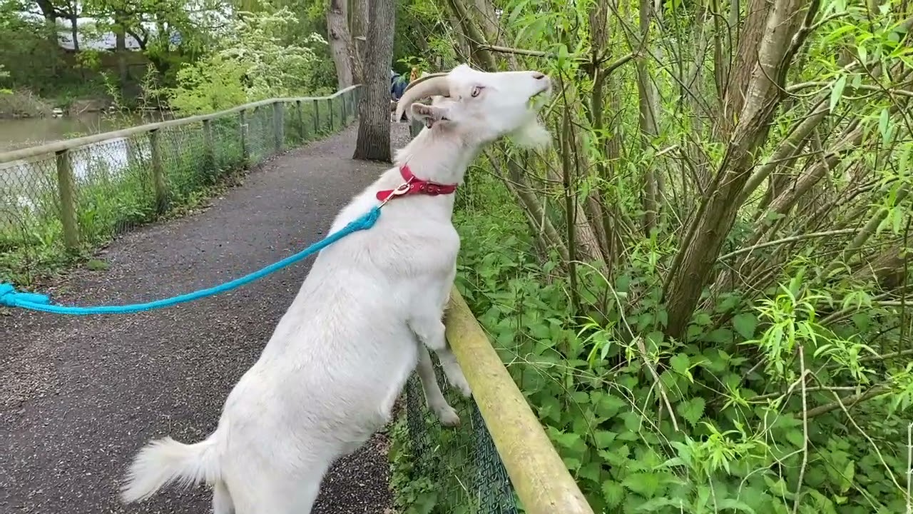 Giving animals their best life- Goat browsing