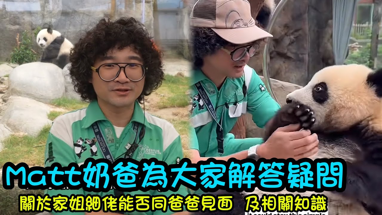 Matt奶爸全英解答國際友人關於香港大熊貓嘅相關疑問，不知不覺家姐細佬即將滿一歲#大熊貓 #panda #cutepanda #babypanda