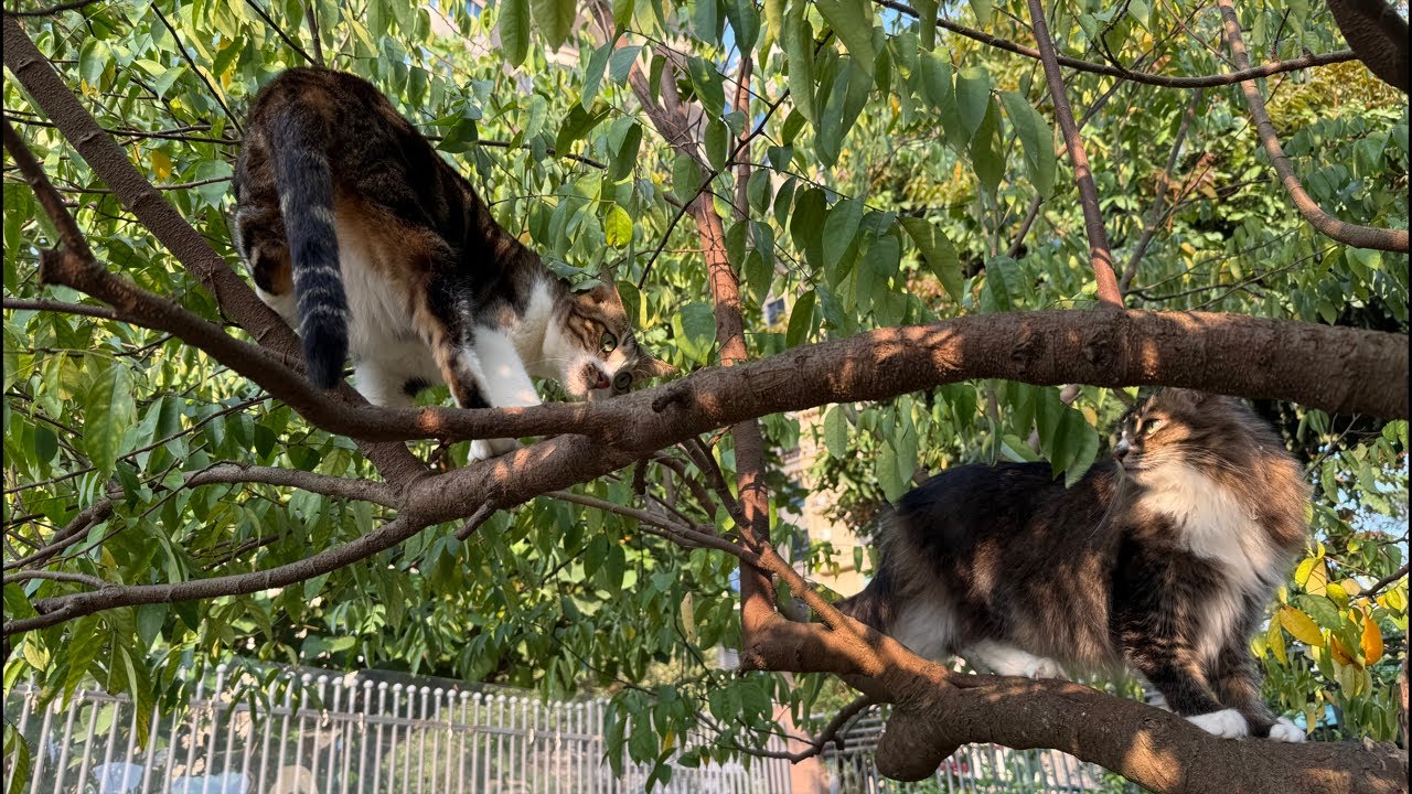 “西樹 Xishu&Cats”正在直播！