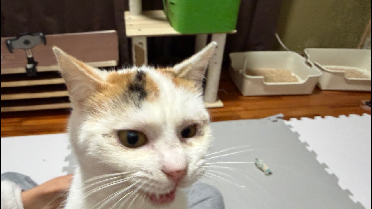【15分限定】ただいまーのゲリライブ🐈