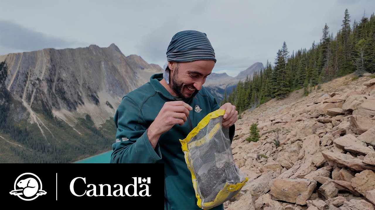 Sauvegarde du pin à écorce blanche | Notes de terrain | Parcs Canada