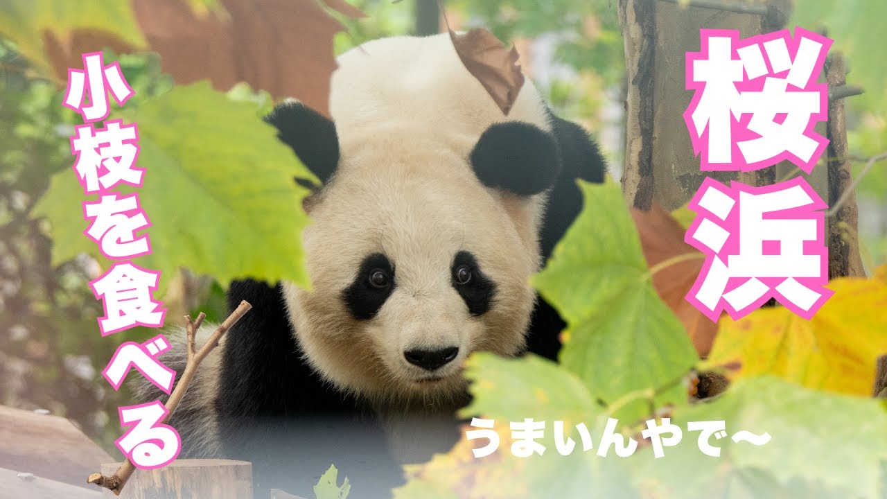 小枝を食べる桜ちゃん🌸😆