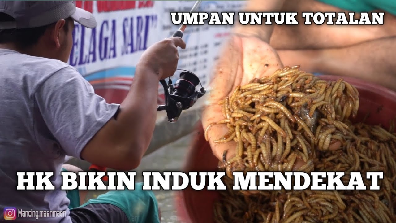 PESERTA TELAT MASIH NOTAL, RACIKAN ULAT HONGKONG !