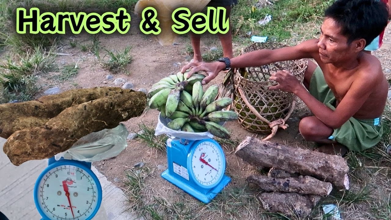 Harvest sa Farm at Pinakyaw ko ang tinda ni Lolo | HARVEST & SELL | BUHAY PROBINSYA