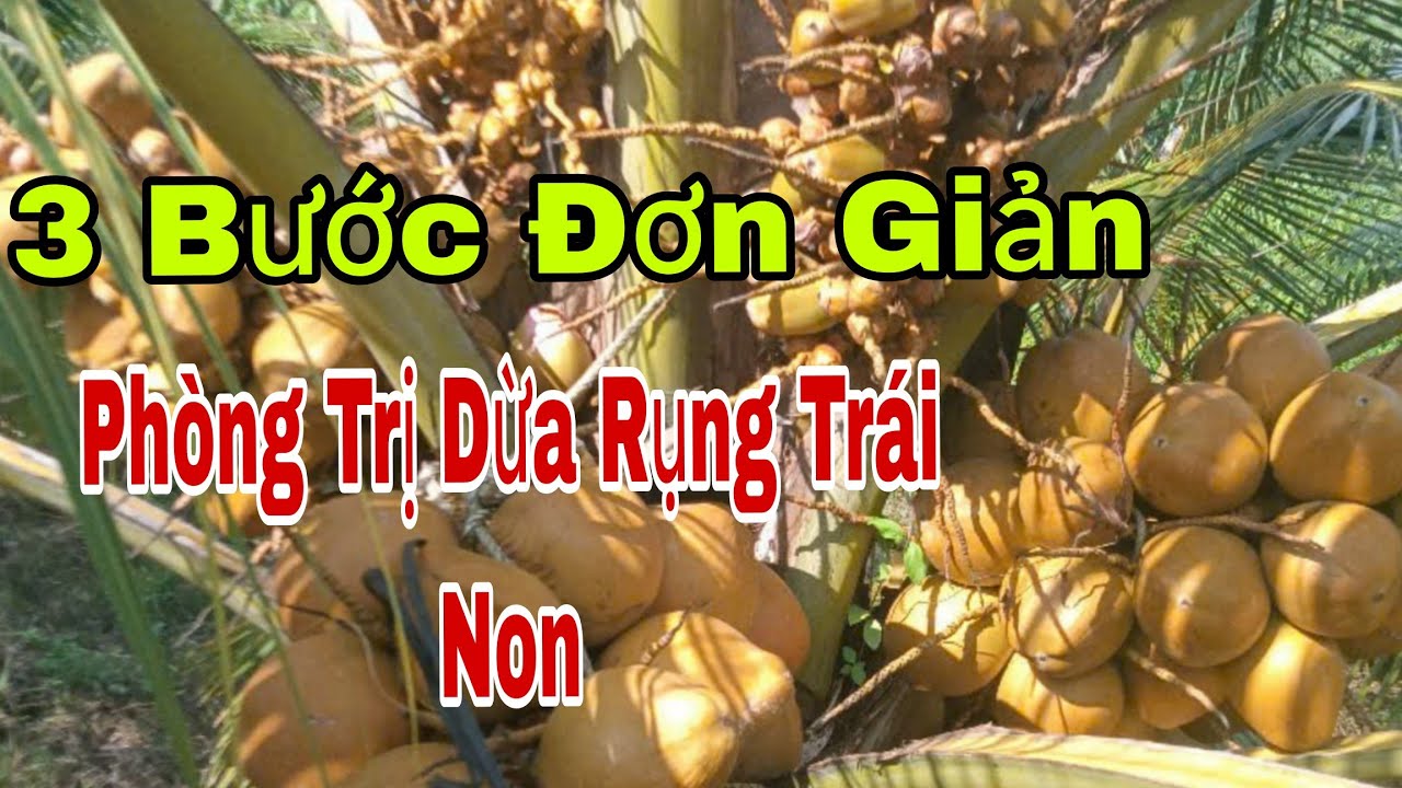 Muốn dừa không bị rụng trái,, nên áp dụng theo công thức này 