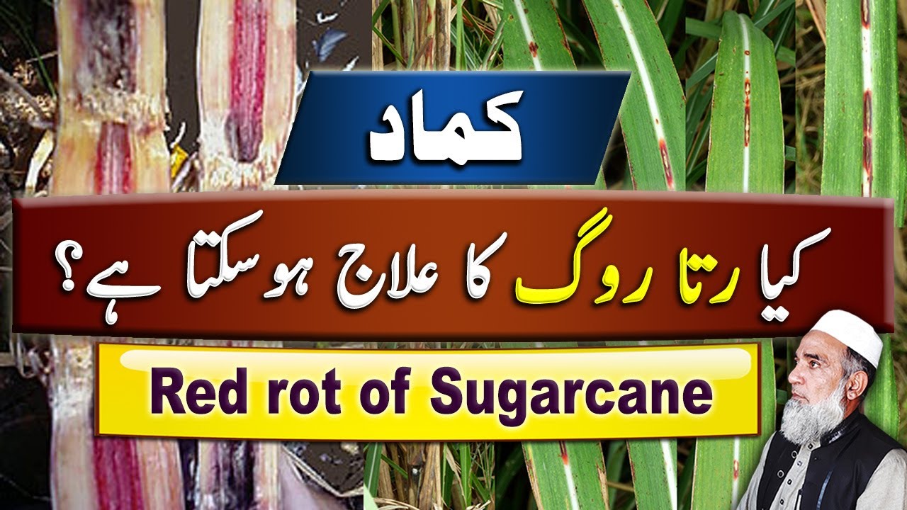 Red rot disease of Sugarcane || How to control Red rot || Crop Reformer