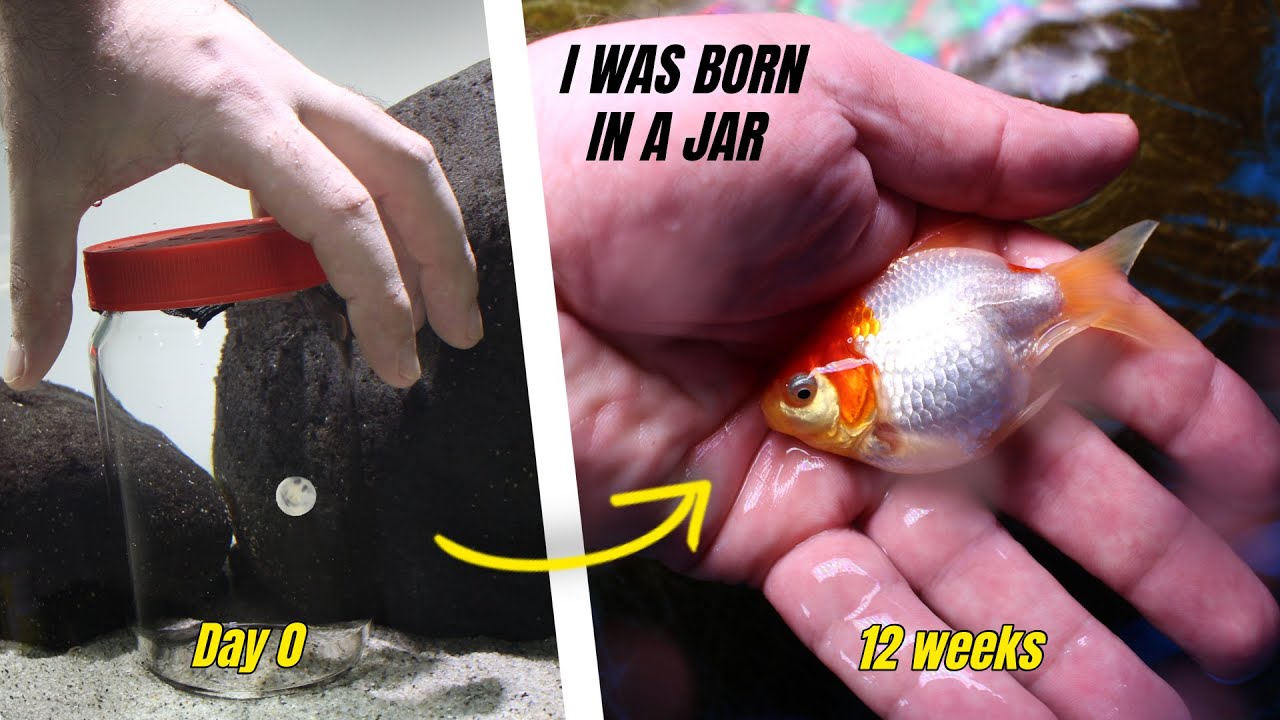 MY GOLDFISH FROM JAR | Raising Single Goldfish Fry/Redcap Oranda