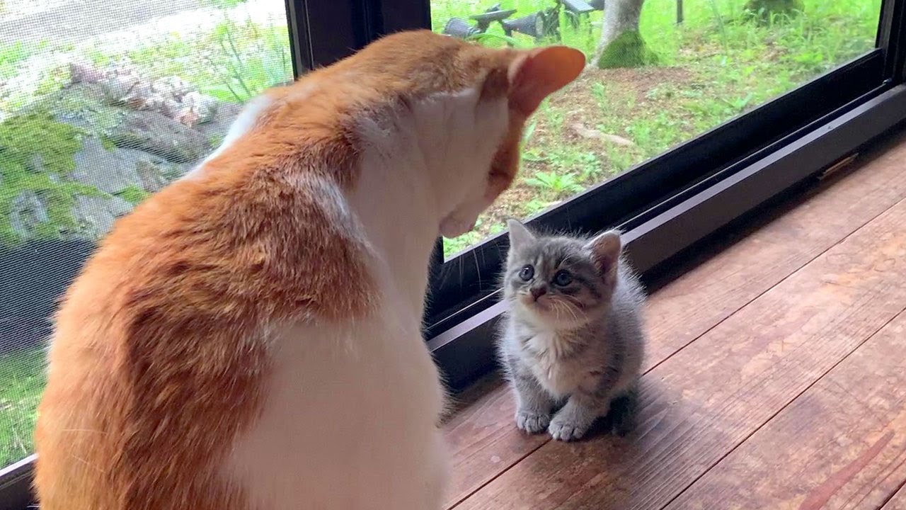 День защиты котят 9: Старший кот, привет, парень!
