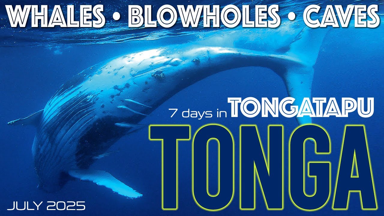 TONGA - Tongatapu Holiday, Whale Swim, Blowholes and so much more!