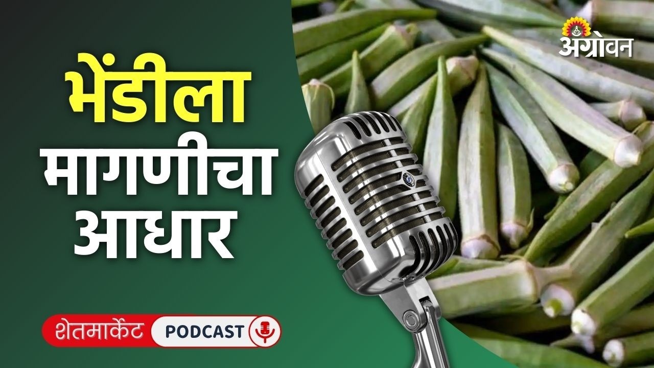 Cotton, Soybean Rate: सोयाबीन बाजार, कापूस भाव, आले दर, भेंडीचे रेट, कलिंगड दर | Agrowon