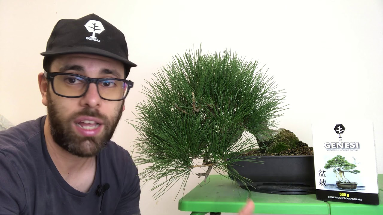 IMPOSTAZIONE DI BASE BONSAI DIFFERENZA FRA LATIFOGLIE E CONIFERE