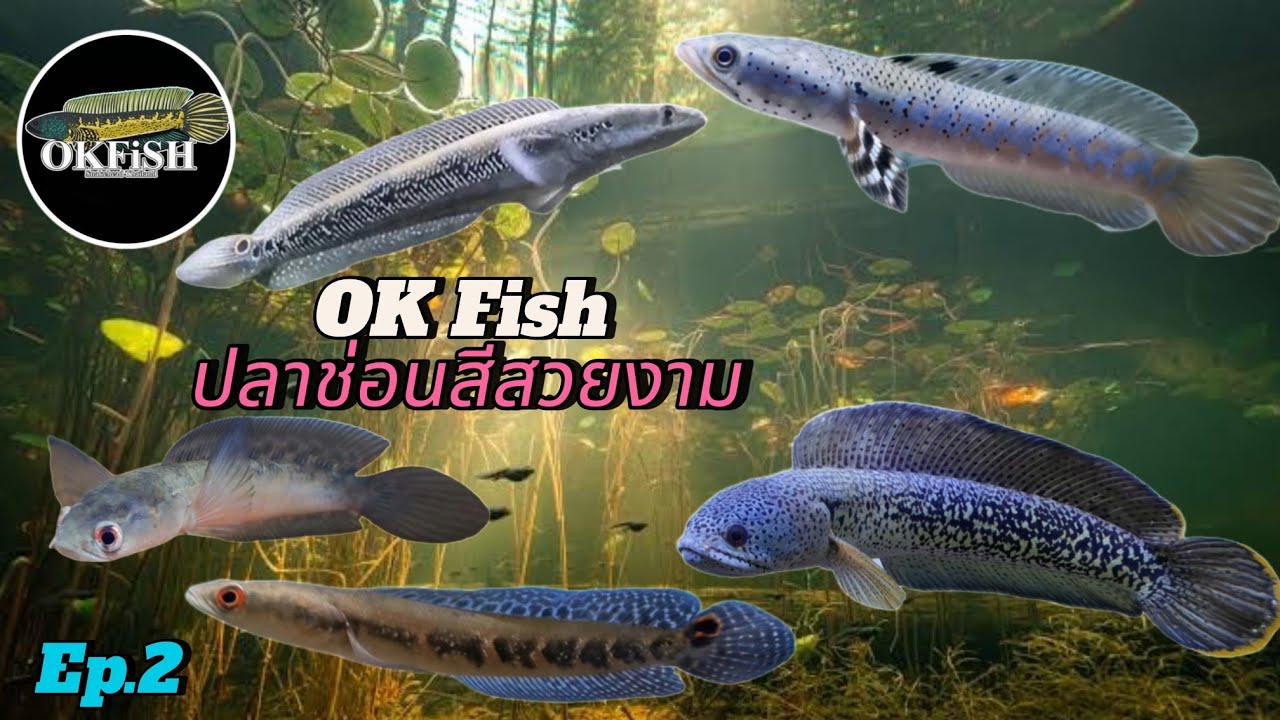 ปลาช่อนสีสวยงาม​ Channa​ (OK. Fish)​🐟Ep.2​