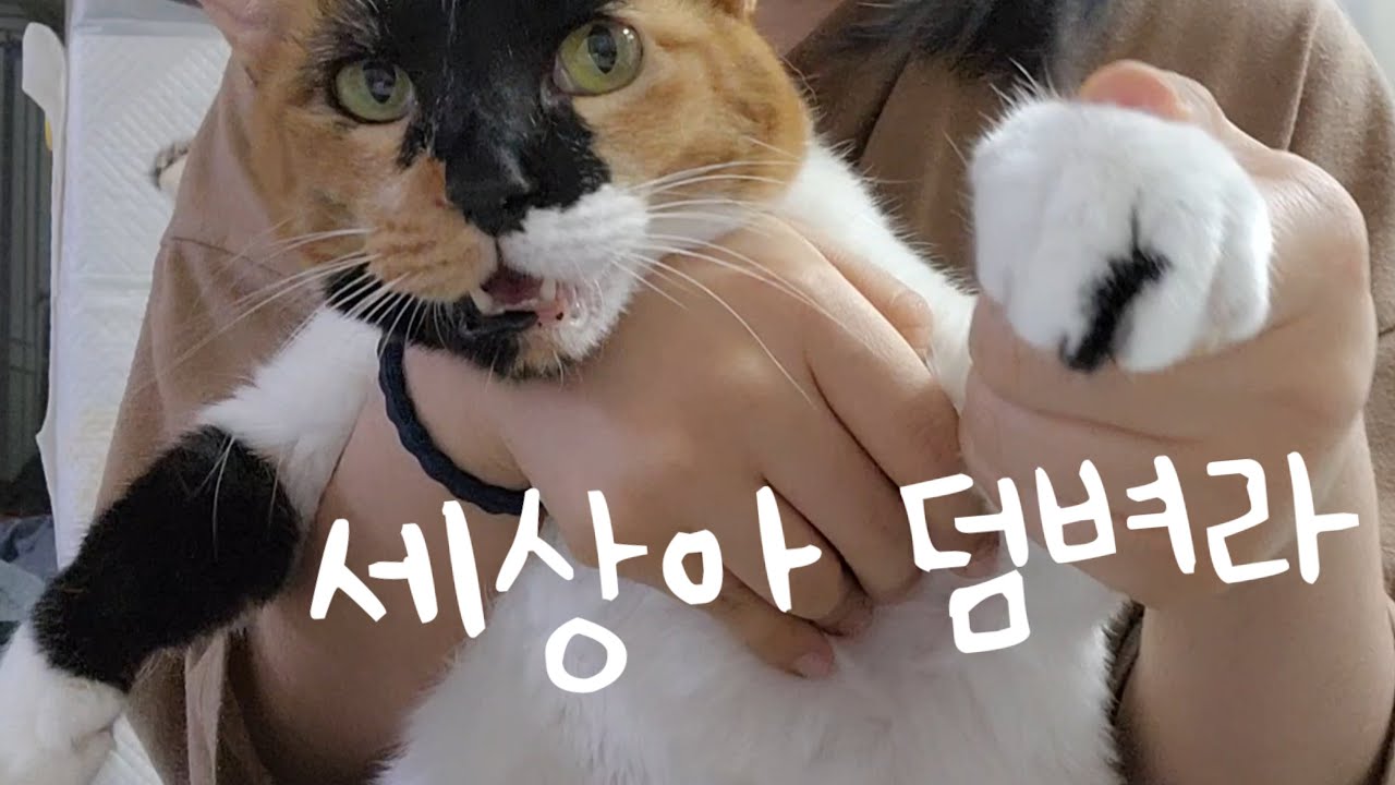안 좋은 일이 있을 때 보는 영상🔥🔥🔥