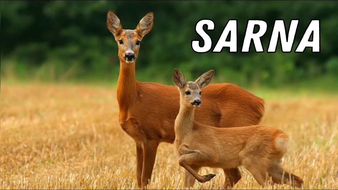 TOP 25 CIEKAWOSTKI - SARNA 🦌