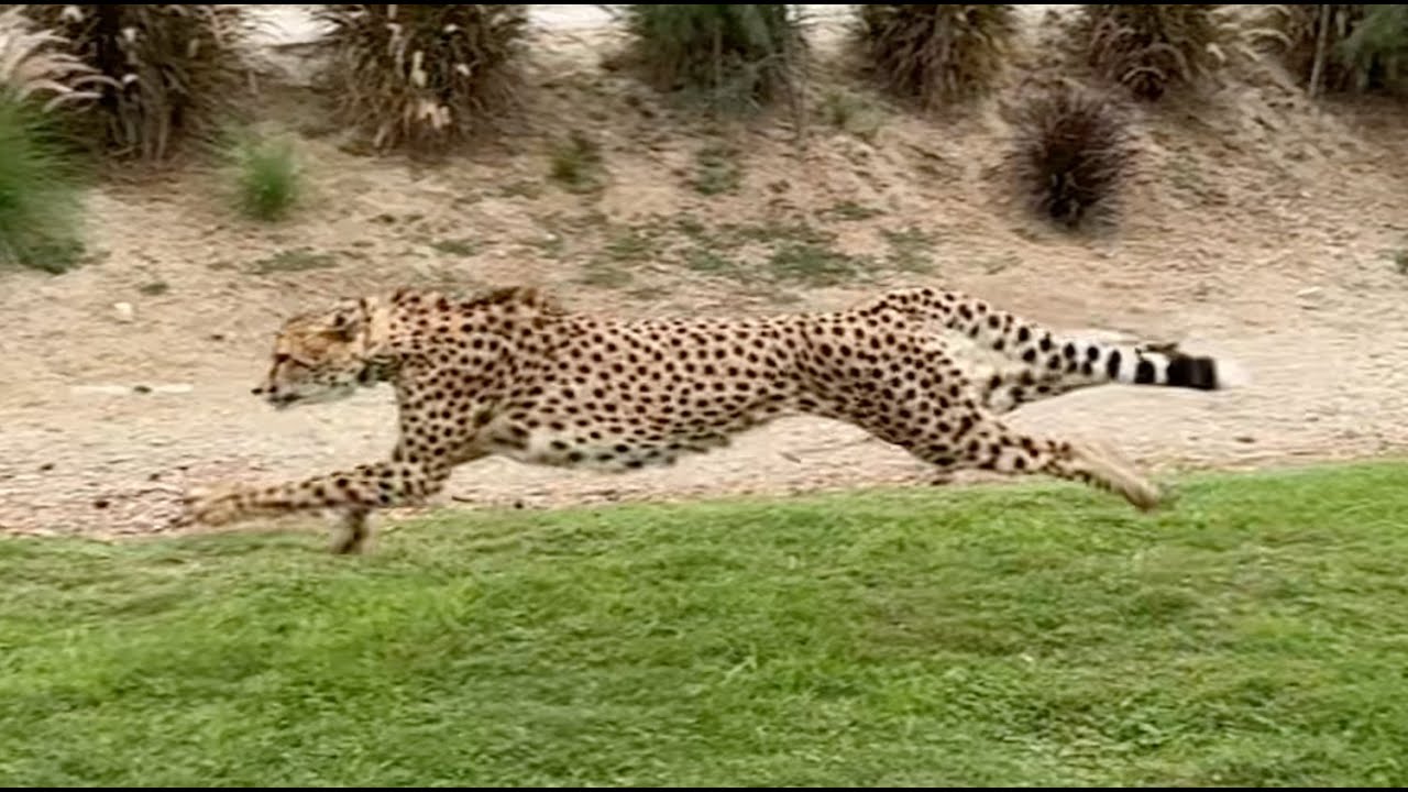 Cheetah Run