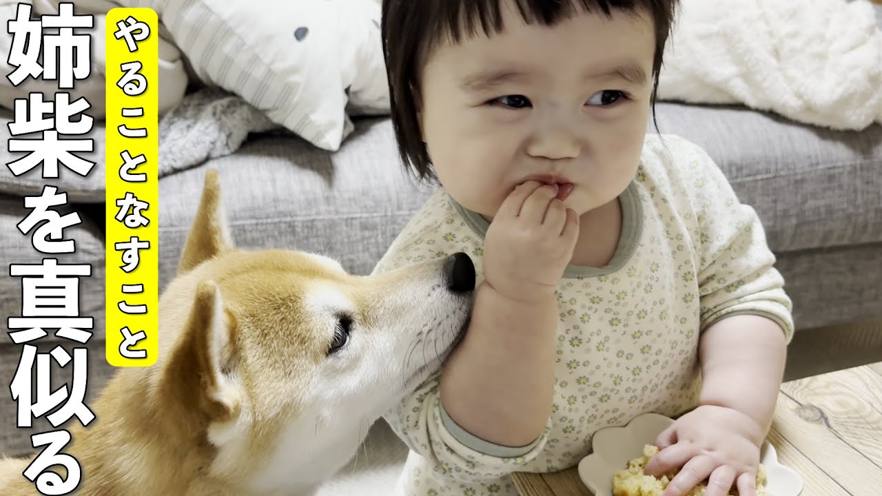 赤ちゃんから柴犬と一緒にいて行動が段々と柴化してきた1歳児