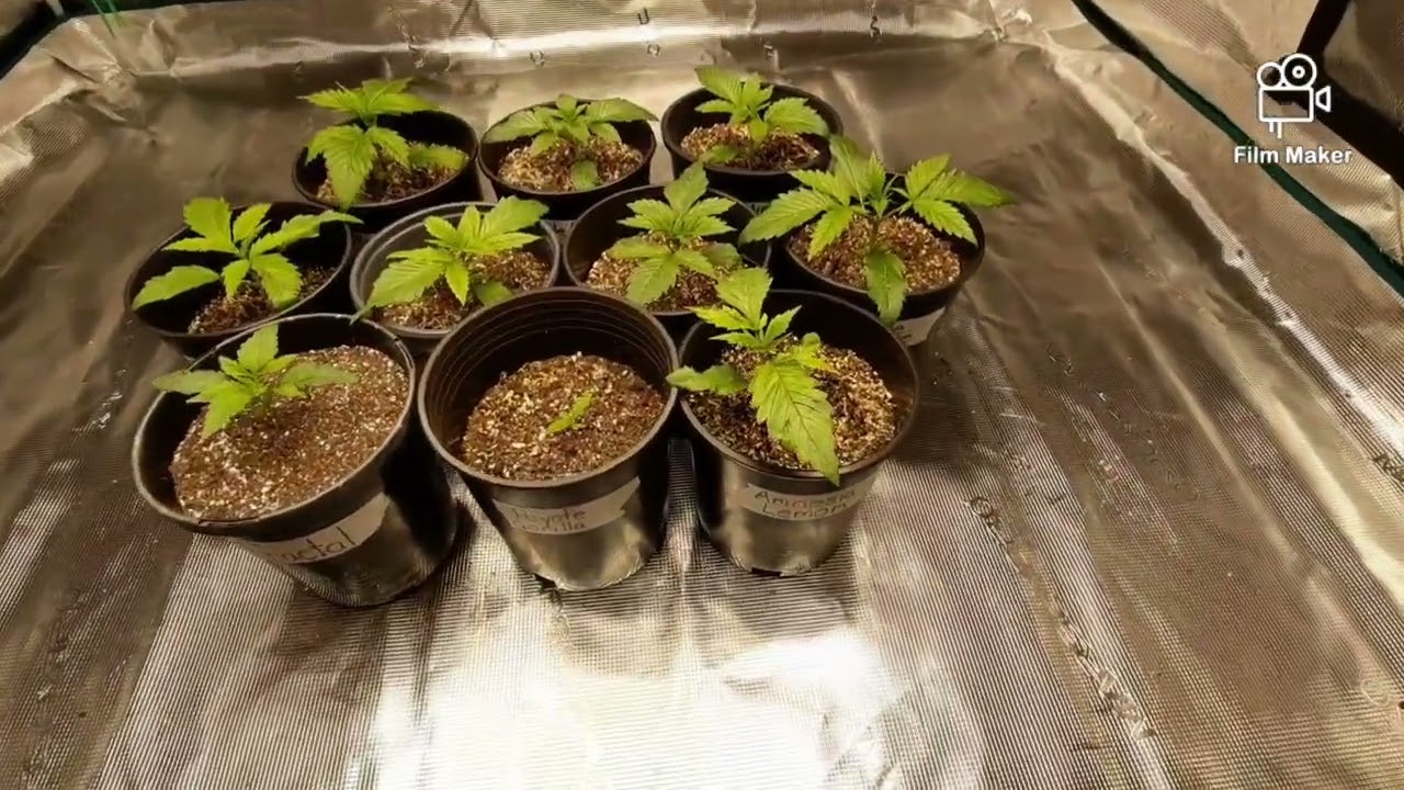 MARS HYDRO 5X5, TS3000, 6