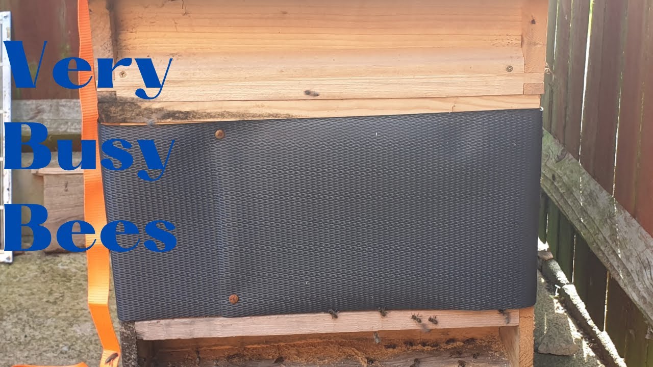 Beekeeping, checking the winter cluster