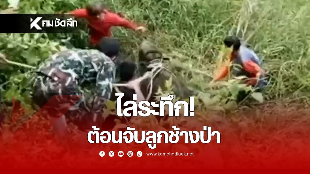 ไล่ระทึก! ต้อนจับลูกช้างป่า | SCLdd854