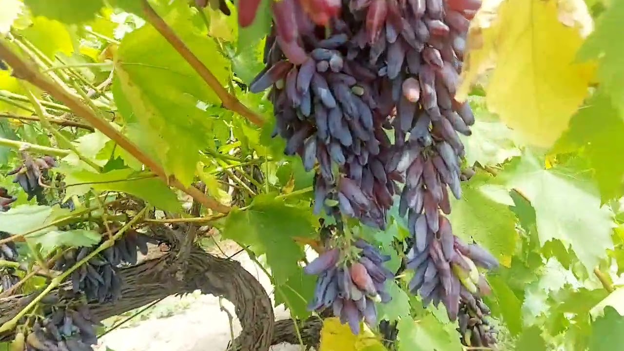 #grape #unique , witch fingers,  one of the best grapes in the world , very tasty and delicious,