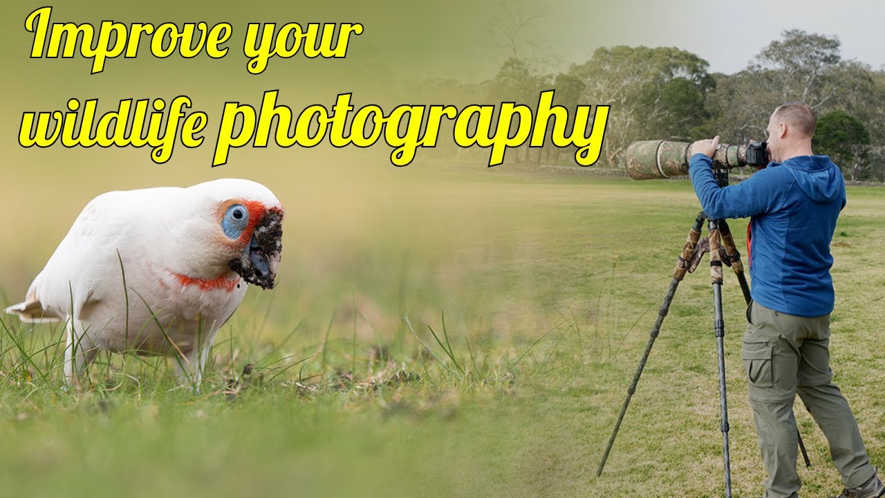 One tip to improve your wildlife photography