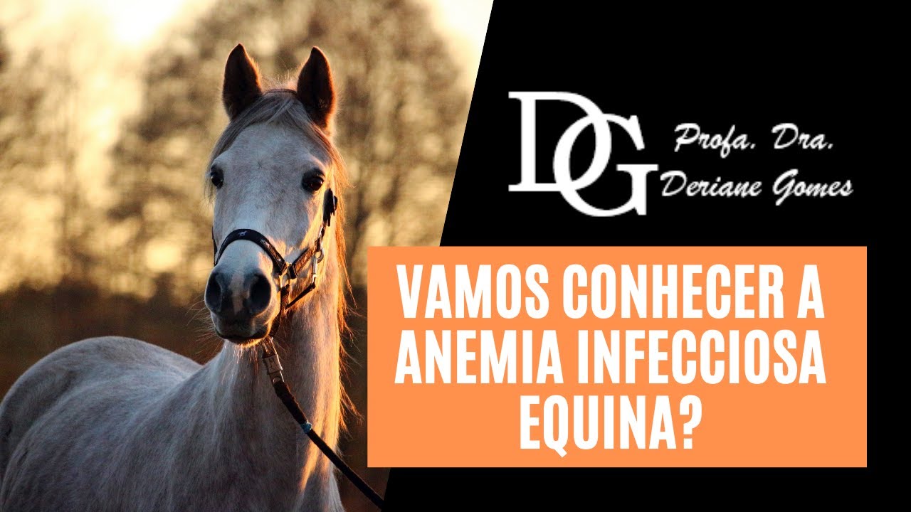 038. Vamos conhecer a Anemia Infecciosa Equina?