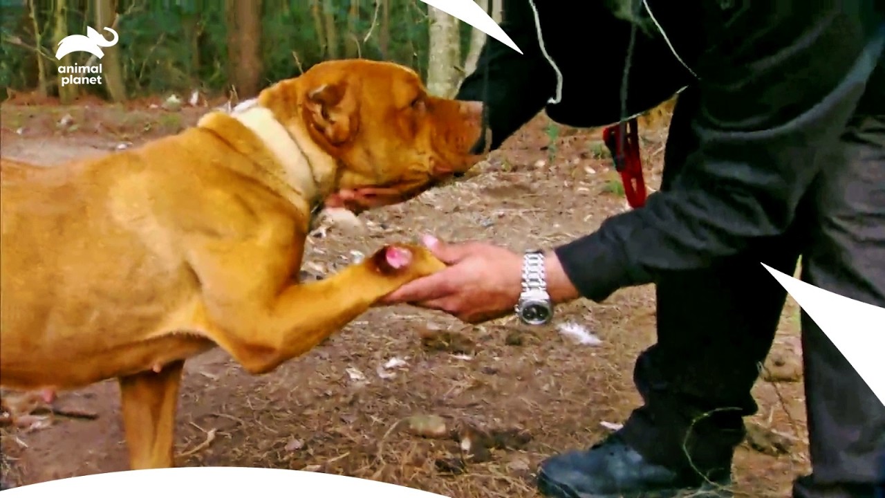 Тиа Торрес бросает вызов 10 собакам, брошенным на смерть | Pit Bulls & Parolees S5 E2 | Animal Pl...