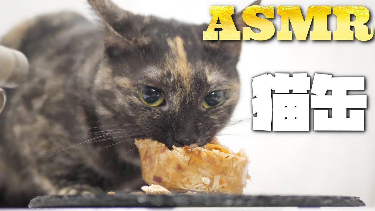 【ASMR】Кошка ест влажный корм🐈🥫🎧