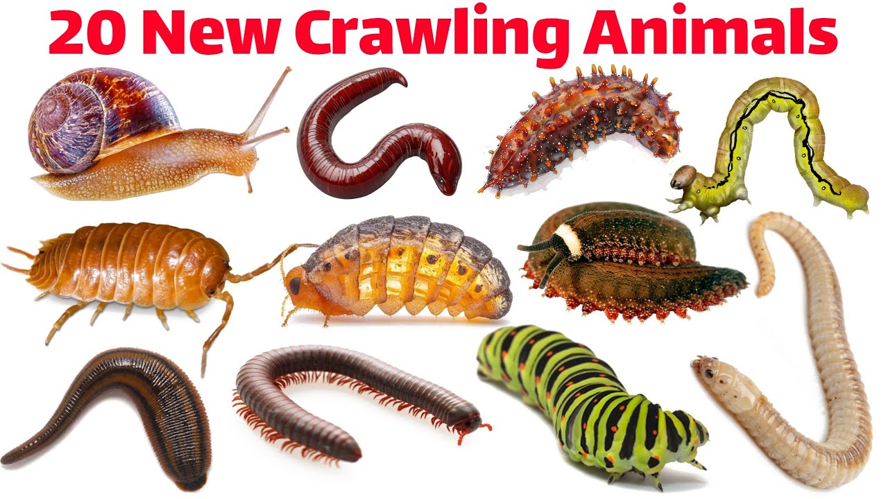 20 Crawling Animals Names for Kids | Learn Animals in English | Educational Video