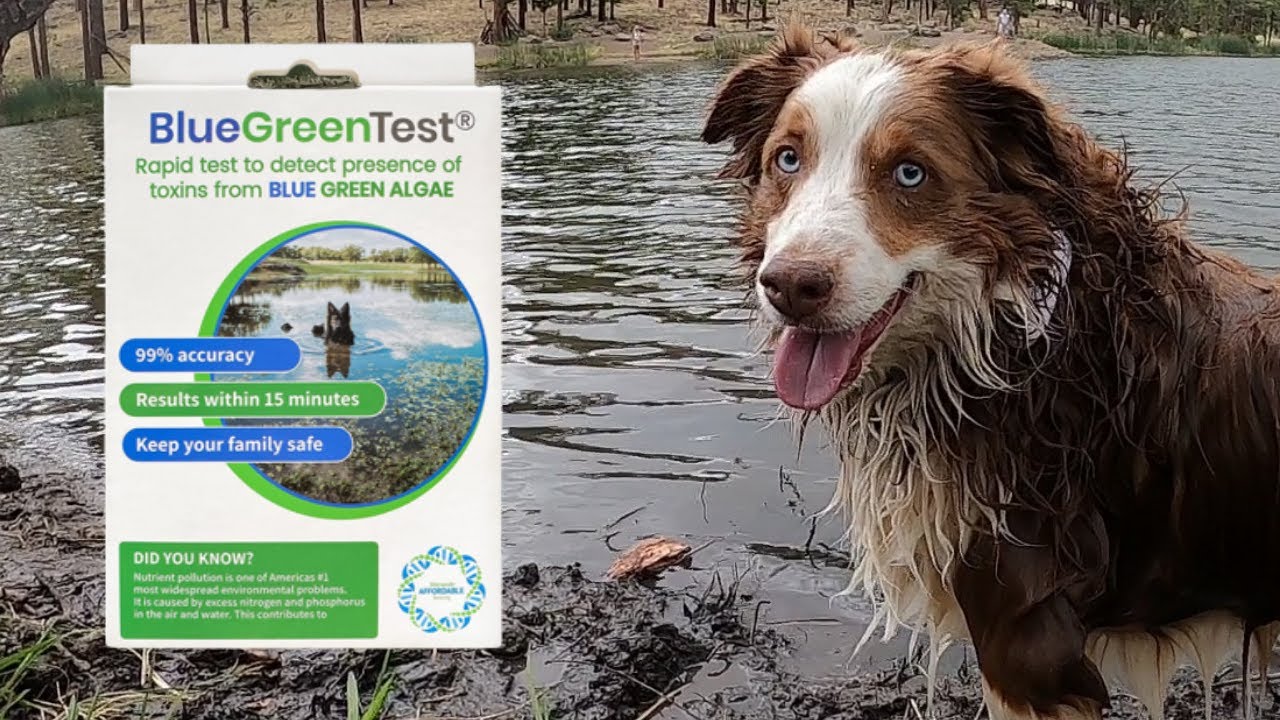 Blue Green Algae Self-Test Reviewed