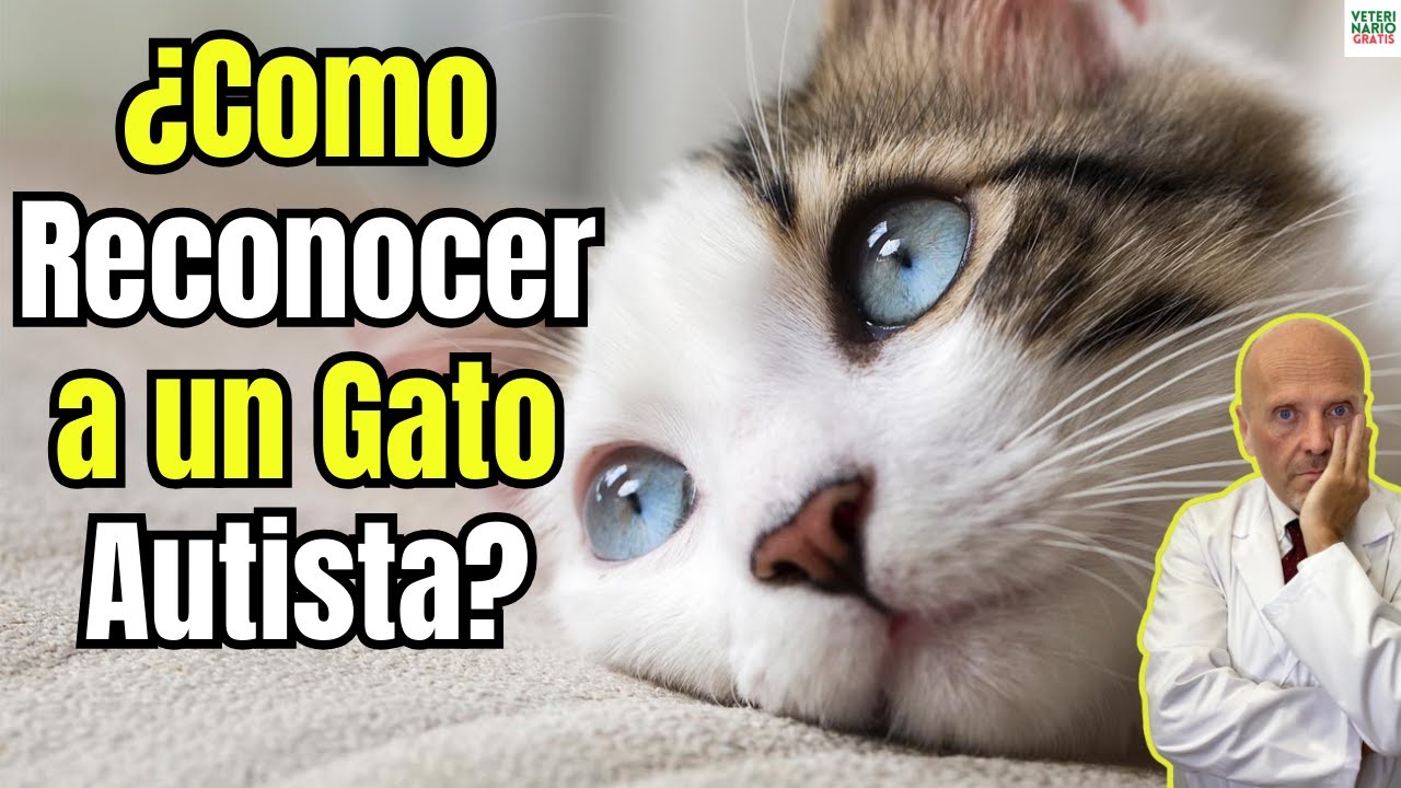 🐱🧩¿COMO  RECONOCER A UN GATO AUTISTA?🐱🧩