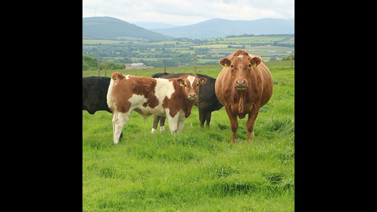 Pre-Calving Prep and Planning Ahead for 2026