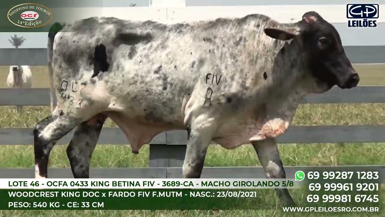 LOTE 46   Girolando 3689