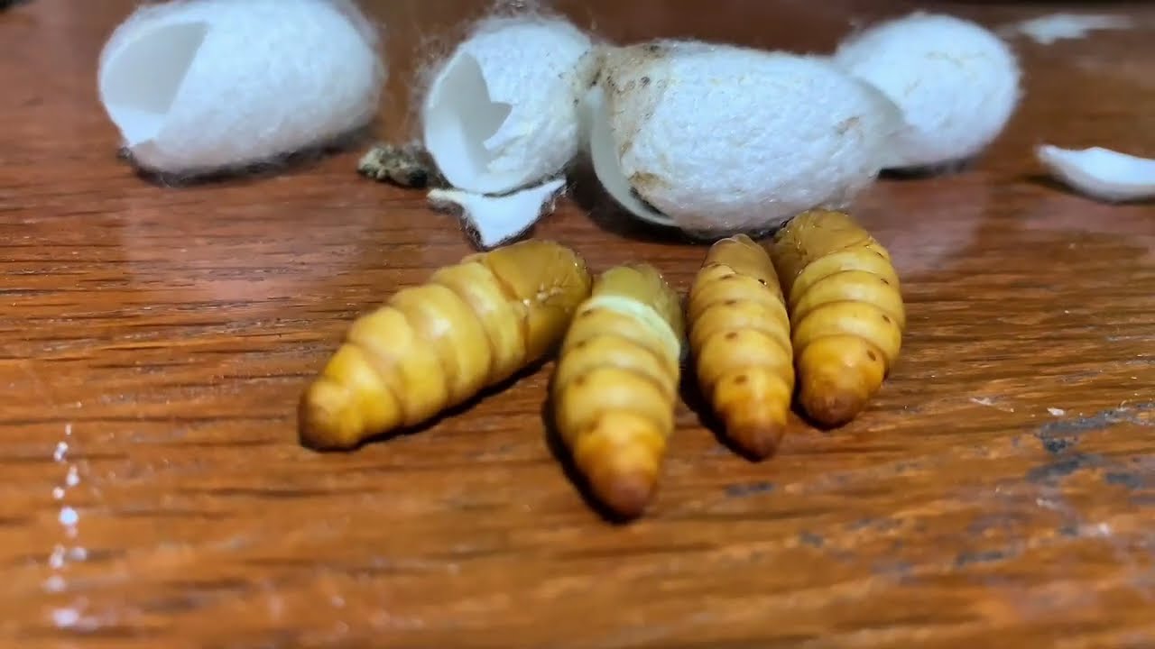 Nắng nóng không ngăn được đam mê nuôi tằm mỗi ngày🍃🐛☀️🍀#phuongnamsilk #dautam #silkworms #farming 
