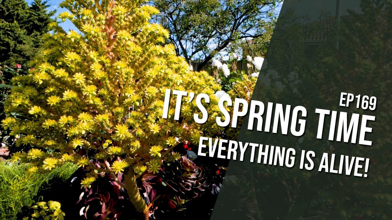 #169 - It is spring and my garden is coming back to life!