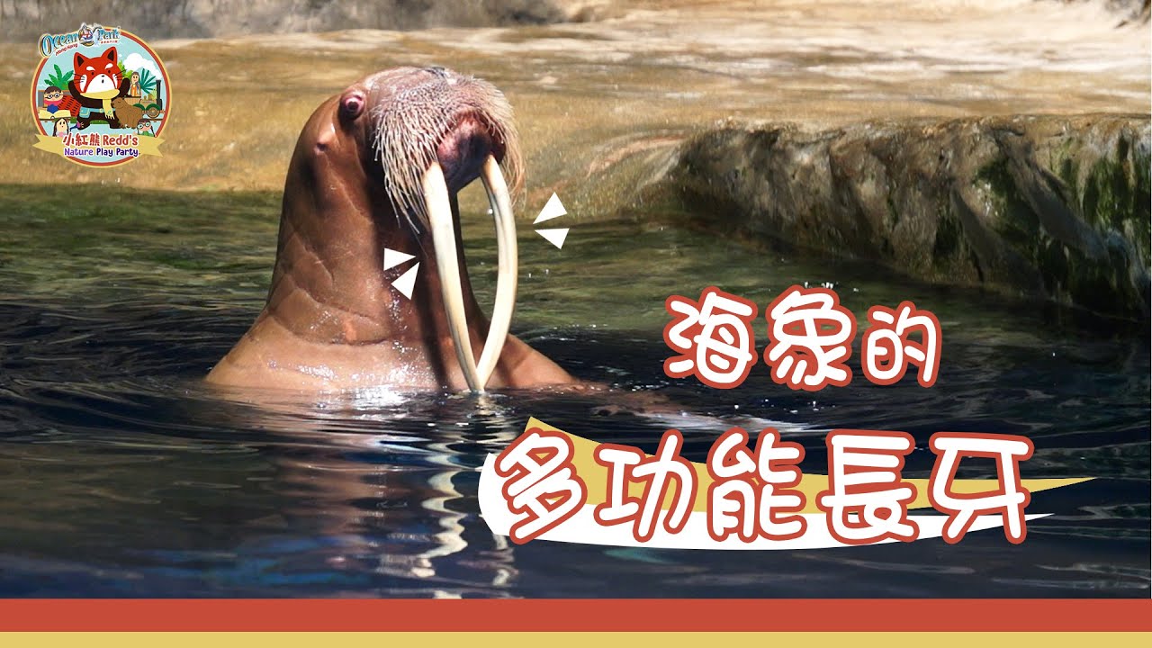 【「自然‧玩！」系列 &mdash;《海象篇》第二集】