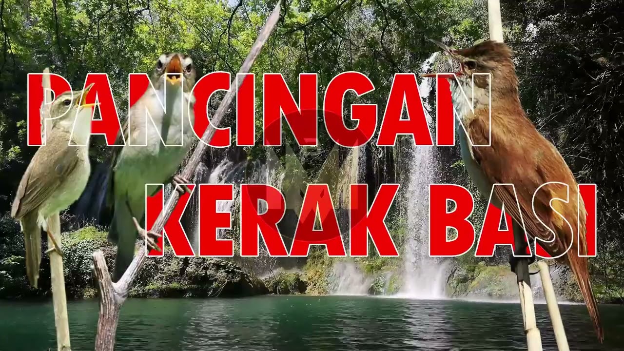 PANCINGAN KERAK BASI PALING AMPUH 🔥 Langsung Datang Bergerombol! #kerakbasialishitam #kerakbasi