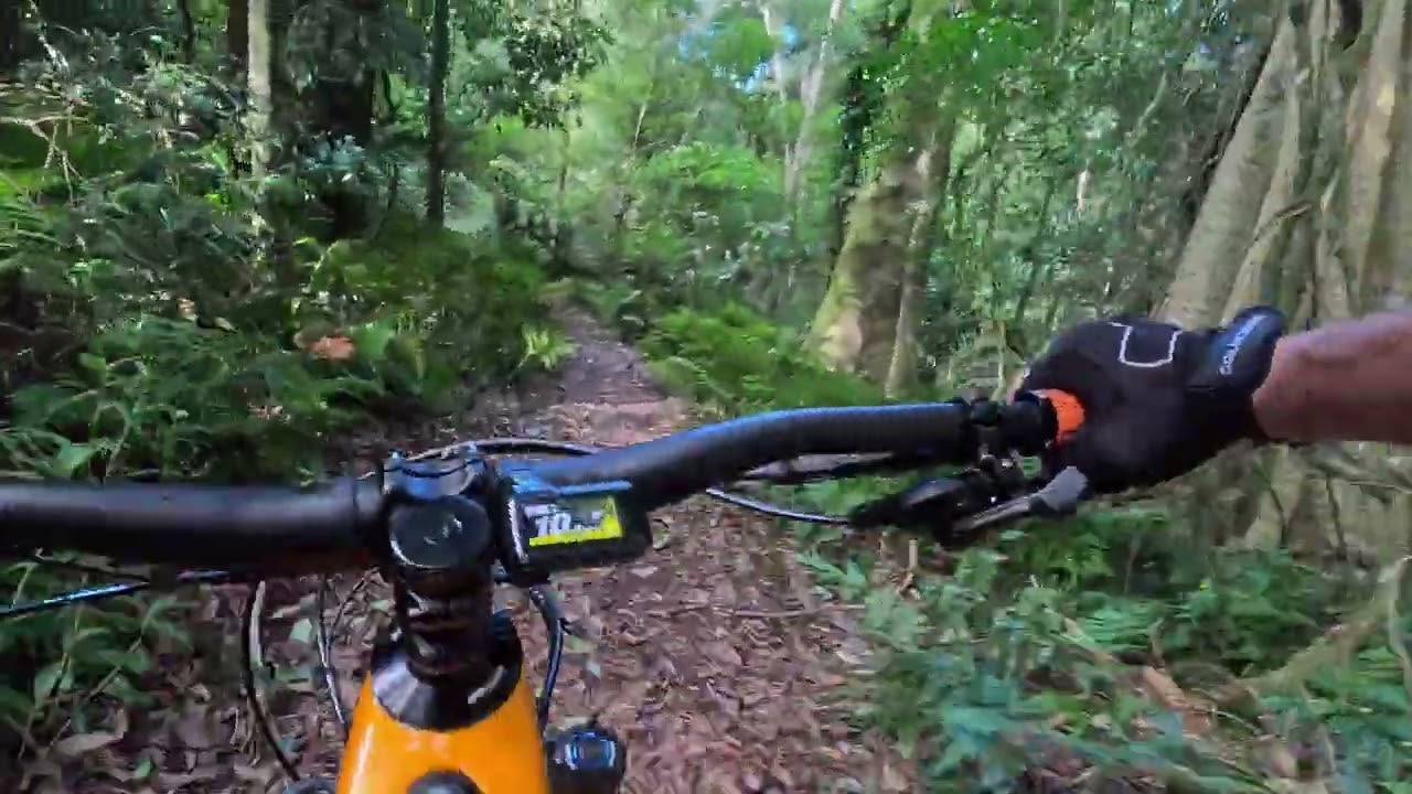  Bunya mountains 