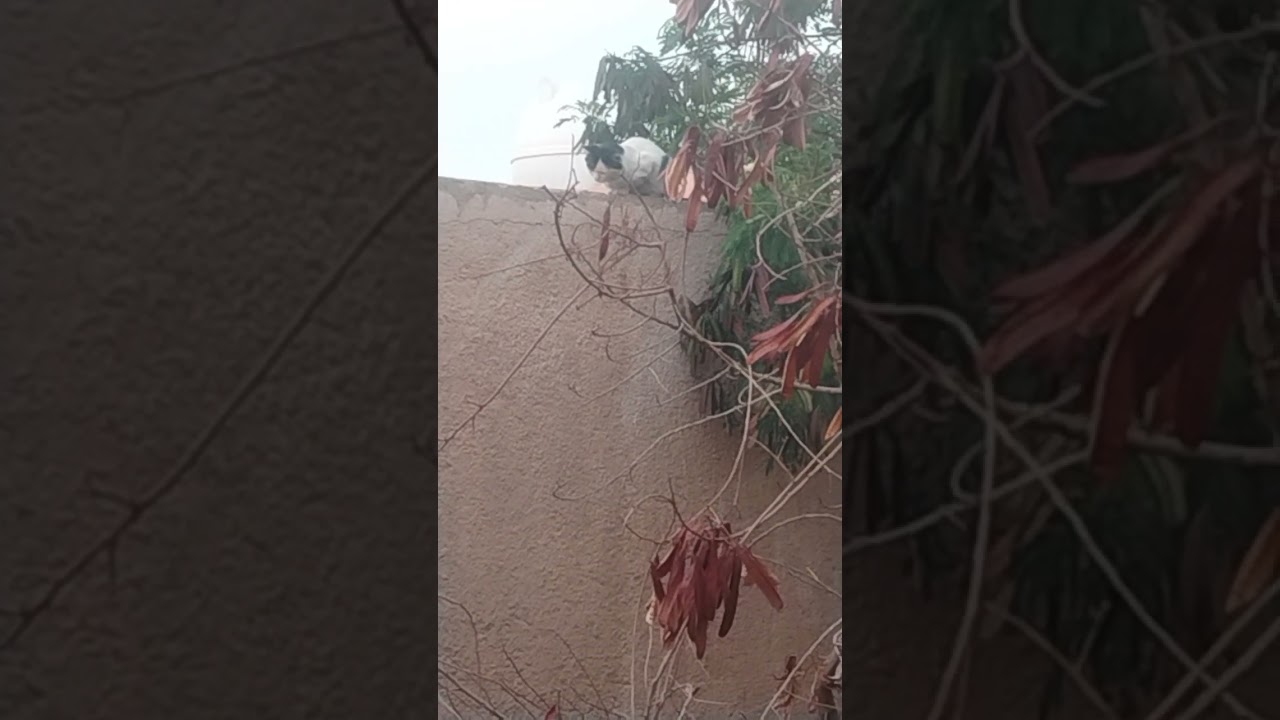 سبحانه قطه رزه جالسه تترزق لقمته ارمي اكل  رغم مجازفة سور سطح جيران 