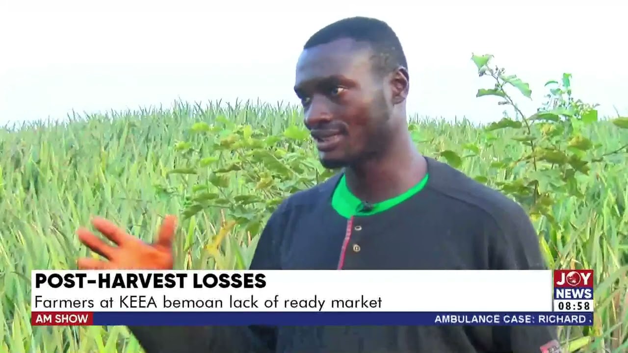 Post-Harvest Losses: Farmers at KEEA bemoan lack of ready market | AM Business