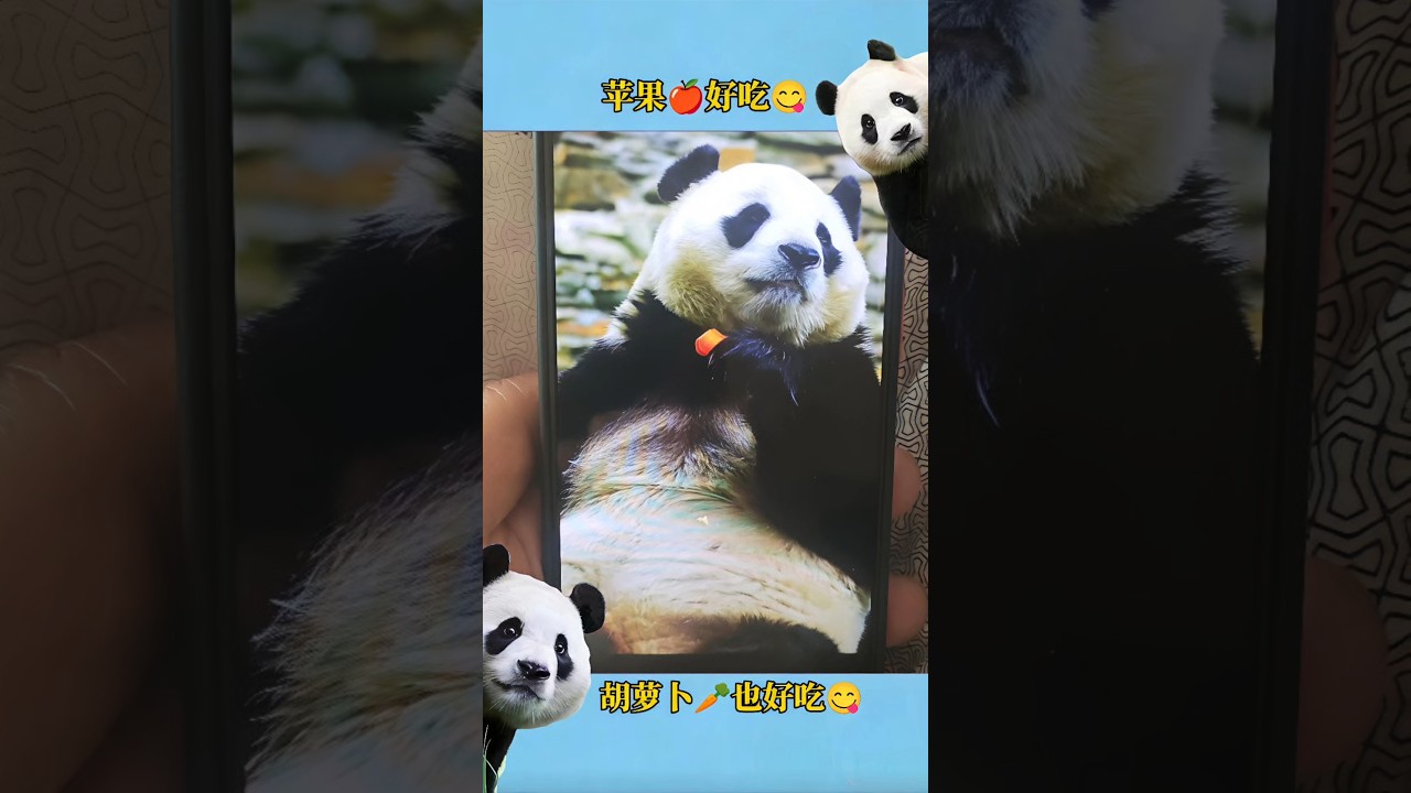 3.28福宝啊刚刚我也吃苹果了#大熊猫 #福宝#大熊猫福宝 #푸바오 #panda #fubao #大熊貓 #大熊貓福寶#대왕판다#자이언트