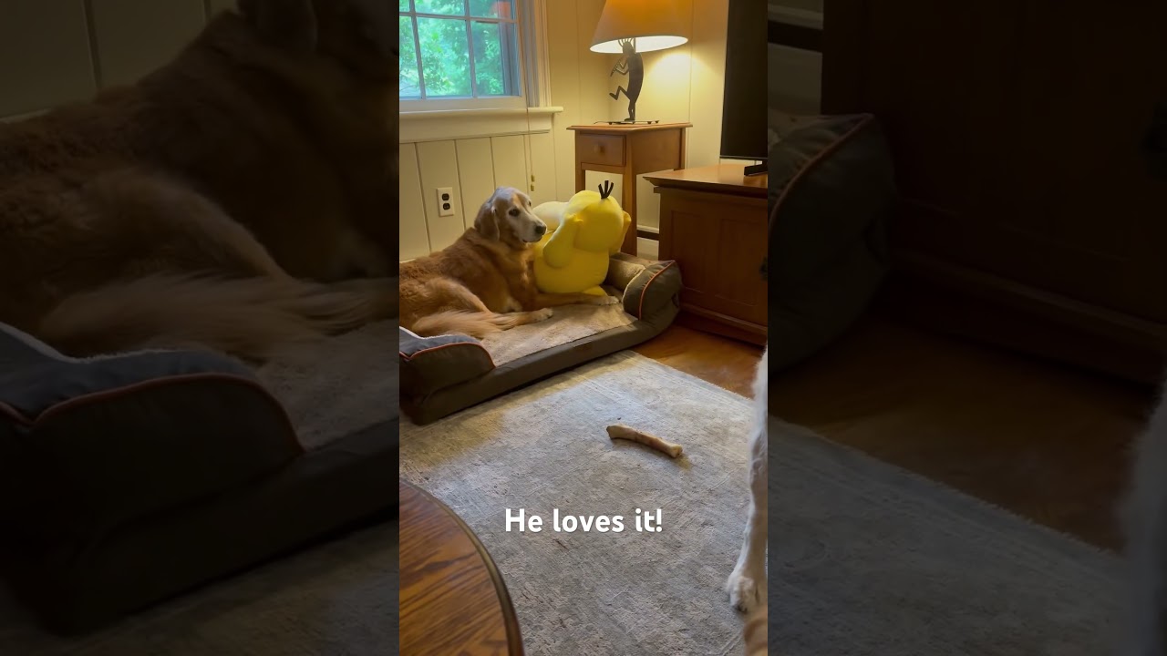 Dukie loves his new jumbo stuffy!! #funnydogs #goldenretreivers #goldenretreiver