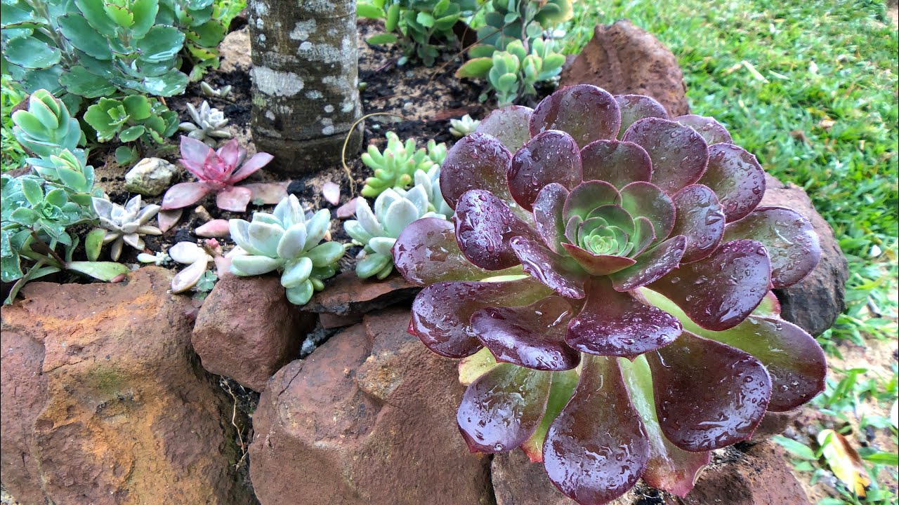 SUCULENTAS: Como elas ficam em dia de CHUVA + Dicas de Cultivo